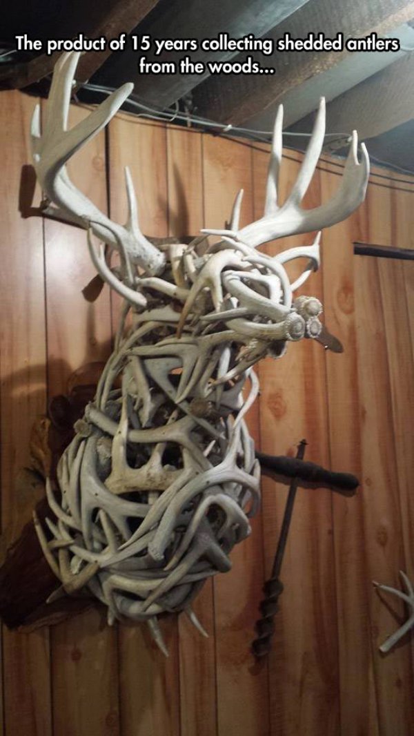deer mount made from antlers - The product of 15 years collecting shedded antlers from the woods...