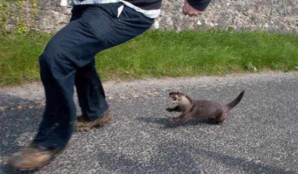 otter attacks