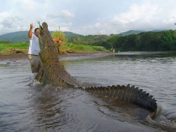 costa rica crocodile