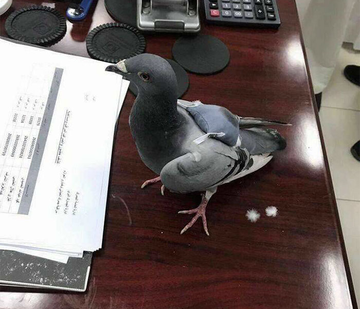 Police catch a pigeon with 200 ecstasy pills hidden on its back.
Authorities have caught a pigeon trying to smuggle 178 ecstasy pills from Iraq to Kuwait, in this little hand-stitched backpack. Using carrier pigeons as a way to smuggle drugs like cocaine and ecstasy across borders is being used more and more lately. That’s because of their ability to fly around 150km without stopping and being able to carry roughly 10 percent of their body weight.