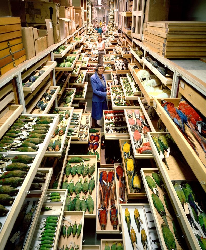 The backroom of the Natural History Museum