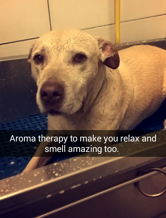 This Woman's Snapchats Of Her Dying Dog's Last Day Will Make You Cry Like A Baby