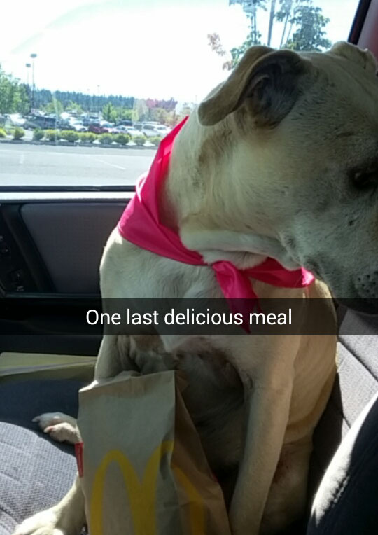 After the doggie spa, Hannah stopped and had a fast food meal. “We took a long drive home to enjoy the treats and so she could stick her head out the window,” Amick said.