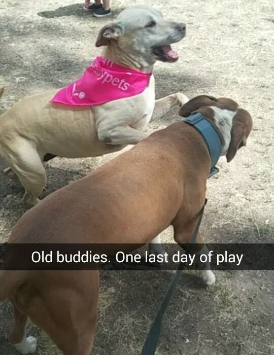 The day came to a close with the last play session between Hannah and her canine buddy Vinny. For a short while, Hannah played and bounced around as if she were a puppy again!