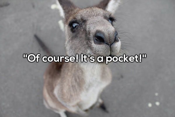 cute wallaby - "Of course! It's a pocket!"