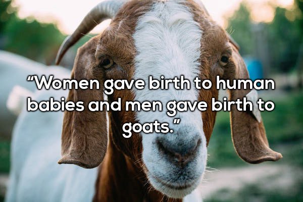 boer goat - "Women gave birth to human babies and men gave birth to goats."