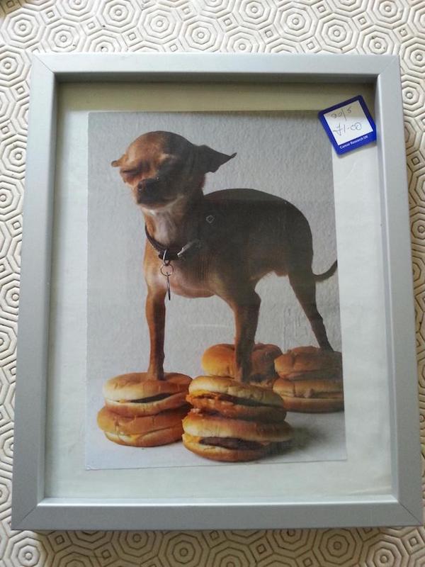 chihuahua on cheeseburgers - Dia slo