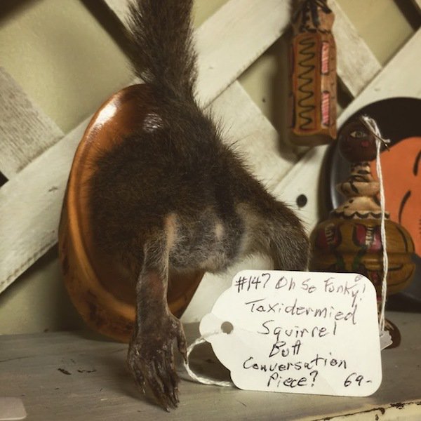 scary finds thrift store - on se Funky Taxidermied Squirrel Conversation Piece? 69