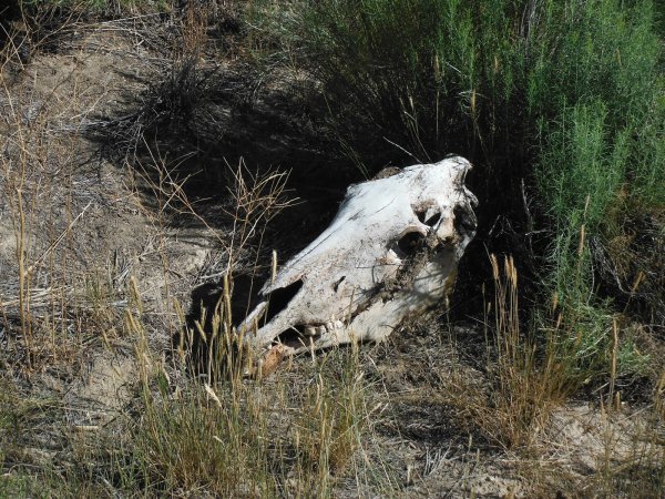 “I was backpacking in Yellowstone above the tree line at about 10,500 feet. We are hiking on a ridge above a lake when all the sudden we come across a horse skull. No body just the skull, pretty cool looking. We get to our campsite not to far away from the lake near where we found the horse skull. When we get climb down to the lake we find the body of the horse rotting on the edge of the lake with with negative film strips floating in the water and laying around the shore near the body.”