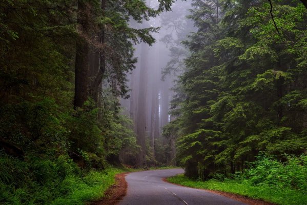 “I lived in a national park by myself for three months. Several times when I was going back to my trailer for the day, I would hear music like a music box or an ice cream truck. It was always loud and sounded like it was coming from somewhere over my head. One day I decided to look for the source so I followed the dirt road past my trailer. The music continued, I couldn’t tell if I was getting closer or not. I had my eyes on the trees and looked down just in time to avoid stepping on a snake. I scrambled back but it didn’t move. I realized it was dead and it wasn’t alone, there were half a dozen dead copperheads stretched out in the road, looking in the same direction.
I went back to get my car because I couldn’t bring myself to step over them, but by the time I got my keys, the music had stopped and I didn’t hear it again.”