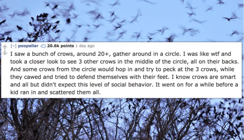sky - poopellar points 1 day ago I saw a bunch of crows, around 20, gather around in a circle. I was wtf and took a closer look to see 3 other crows in the middle of the circle, all on their backs. And some crows from the circle would hop in and try to pe
