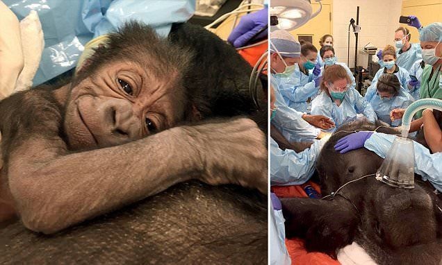 The Philadelphia Zoo had to perform an emergency surgery on a pregnant gorilla.
The zoo immediately called in doctors and veterinarians to save both the lives of the mother gorilla and her new adorable baby.