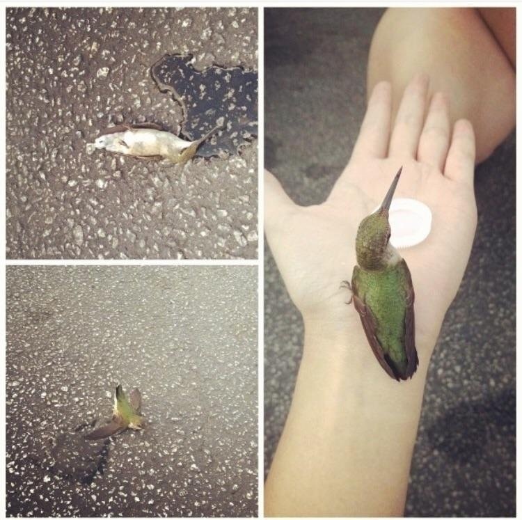 A poor hummingbird passed out in a parking lot due to dehydration.
A good samaritan found the bird and fed it water to revive it back to life.