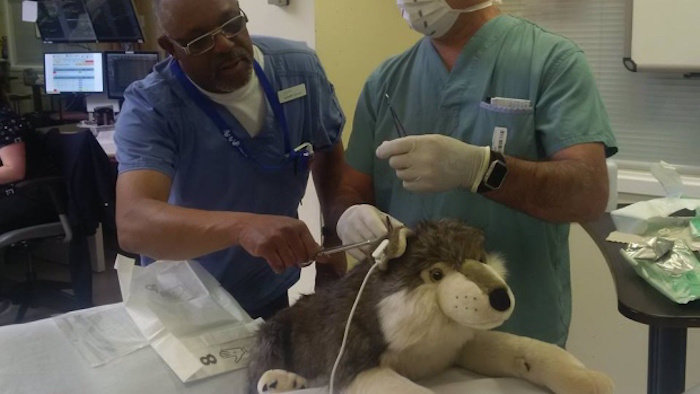 A surgeon at Winnipeg's Concordia hospital had to perform an emergency surgery.
They had to revive a stuffed animal for a patient with special needs. It definitely helped brighten the patient's hospital stay.