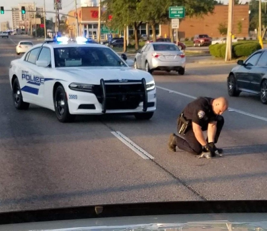 Traffic was created randomly on a local street.
It was started by a local cop getting an injured kitten out of the road.