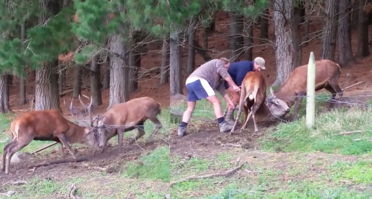 Two stags got their antlers trapped in each other while they were dueling.
Luckily, two farmers were around to help the stags break free from each other by use wire cutters.