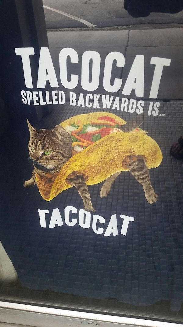 tococat spelled backwards is tacocat