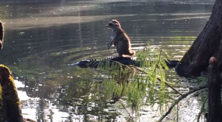 only in florida racoon riding alligator