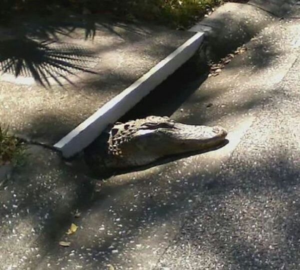 only in florida florida sewer rat