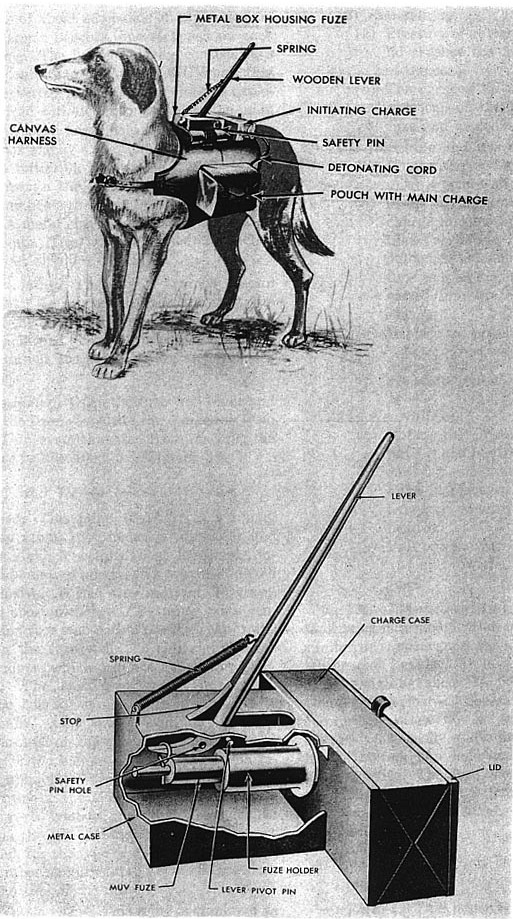 There were several reasons that these methods didn’t work. To drop the bomb, the dogs had to pull on a belt with his teeth to release it. This proved to be too complicated, and often the dog would simply return to its handler without releasing the bomb. Secondly, remotes were too expensive at the time to be used practically, so timers would be used more often instead. If the dog returned to his handler with the bomb still attached, he would have killed the handler and himself.  Even if the bomb was released under the tank, if the tank was in motion and the timing wasn’t set just so, the bomb would simply explode without doing any damage to the enemy tank. The Soviets scrapped their initial plan, but unfortunately for Fido, they came up with a new one. Rather than drop a bomb, explosives would be strapped to the dog. When the dog went under the tank, the bomb would be triggered, killing the dog (and, hopefully, disabling the tank).
As if ending their life wasn’t enough, the training involved wasn’t exactly a walk in the park. The dogs were starved, and then food was placed under a practice tank, training them to think that food was under all tanks. After a while, additional battle sounds were added to their practice runs so that they wouldn’t be spooked when they were running under the real thing.
Anti-tank dogs started being used in earnest in 1941, when German forces advanced on Soviet lands. Thirty dogs kicked off what would be a rather lacklustre debut for the exploding dog-force; indeed, the dogs were so ineffective that the Soviet military was accused of simply sacrificing them. Part of the problem was that many of the dogs refused to dive under the tanks in the field. They were being shot at, which hadn’t happened in training, and they were understandably not willing to dive under some huge “beast” that was seemingly trying to kill them.  Food can only motivate an animal so much. 
Whether they were useful or not, anti-tank dogs started to be used less and less from 1942 onwards, though there were anti-tank dogs that continued to be trained until 1996.
While the Soviets were perhaps the most prominent users of anti-tank dogs, they were trained in other countries, too, including Japan and the United States. Much more recently, bombs were strapped to dogs as late as 2007 when insurgents attempted to use them during the Iraq War. In this case, there’s only one documented case of a bomb actually being detonated while attached to a dog though; protests rose up among Muslims who believe that animals should be killed only for food.