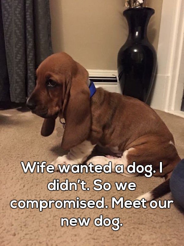 married funny life memes - Wife wanted a dog. I didn't. So we compromised. Meet our new dog.