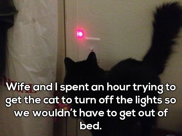 funny married memes - Wife and I spent an hour trying to get the cat to turn off the lights so we wouldn't have to get out of bed.