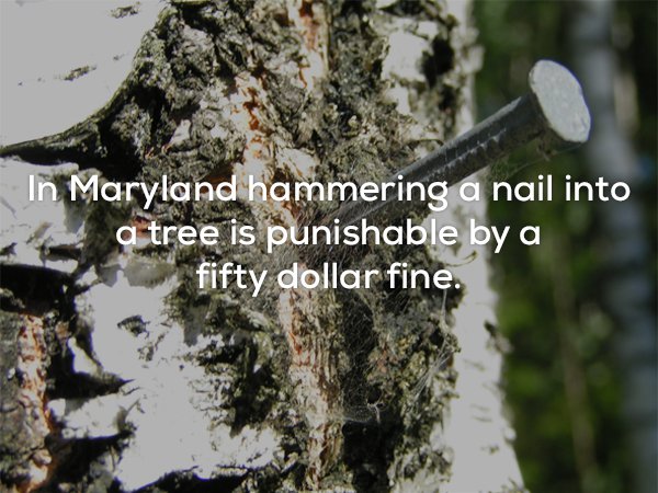 copper nail in tree - In Maryland hammering a nail into a tree is punishable by a fifty dollar fine.