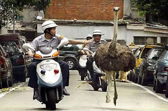 funny ostrich