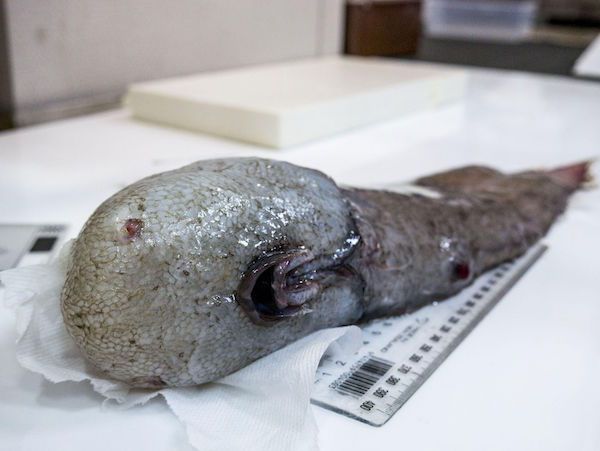 Australia faceless fish australia -