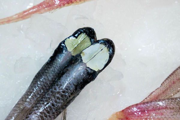 Australia grideye fish