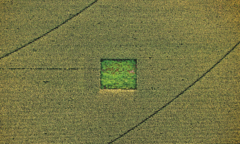 A cannabis garden in a corn field