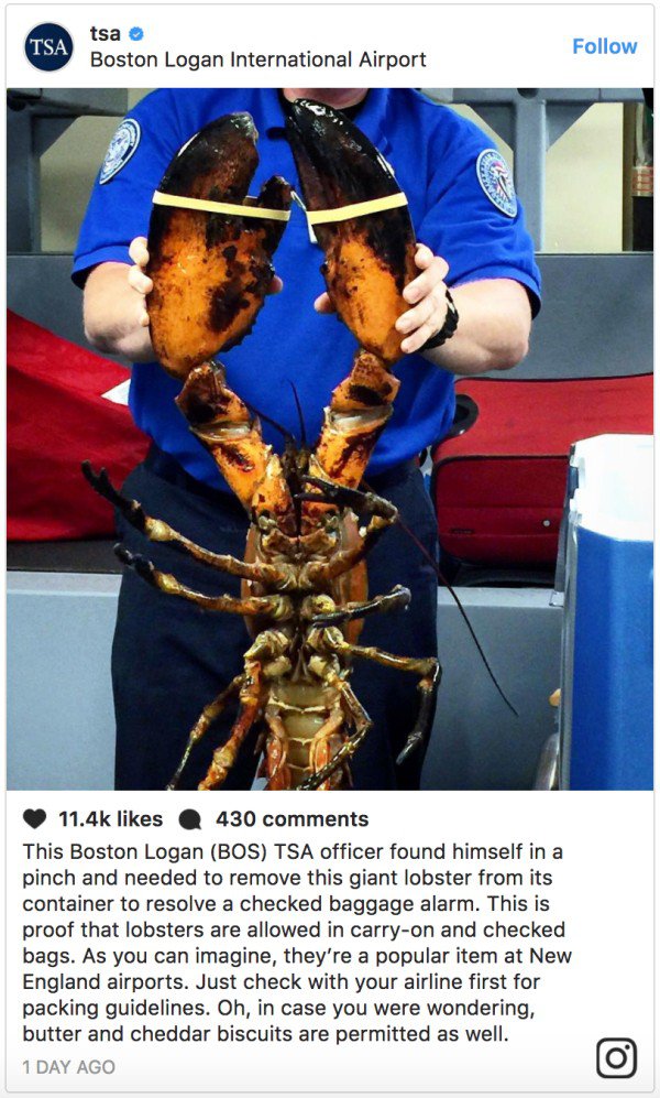 tsa lobster - Tsa tsa Boston Logan International Airport 430 This Boston Logan Bos Tsa officer found himself in a pinch and needed to remove this giant lobster from its container to resolve a checked baggage alarm. This is proof that lobsters are allowed 