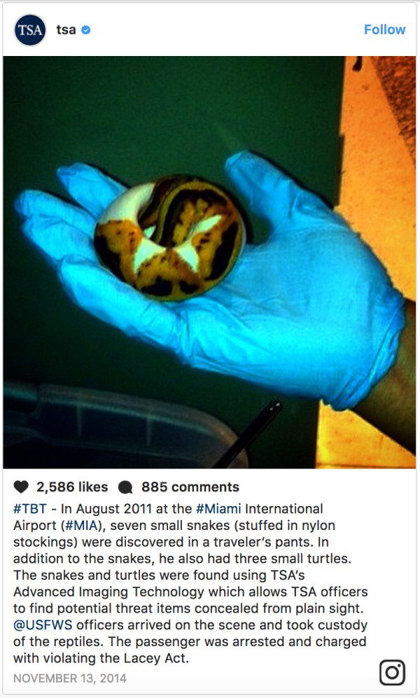 Tsa tsa 2,586 885 In at the International Airport , seven small snakes stuffed in nylon stockings were discovered in a traveler's pants. In addition to the snakes, he also had three small turtles. The snakes and turtles were found using Tsa's Advanced…