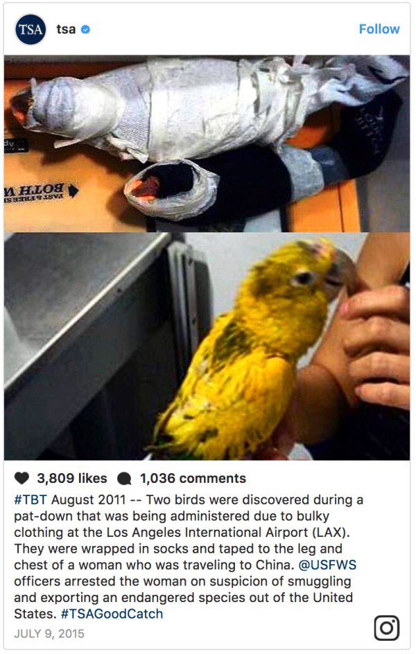 Tsa tsa A Hloh 3,809 1,036 Two birds were discovered during a patdown that was being administered due to bulky clothing at the Los Angeles International Airport Lax. They were wrapped in socks and taped to the leg and chest of a woman who was traveling to