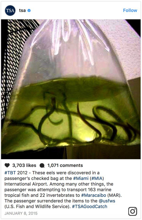 weirdest tsa finds - Tsa tsa ma 3,703 1,071 2012 These eels were discovered in a passenger's checked bag at the International Airport. Among many other things, the passenger was attempting to transport 163 marine tropical fish and 22 invertebrates to Mar.