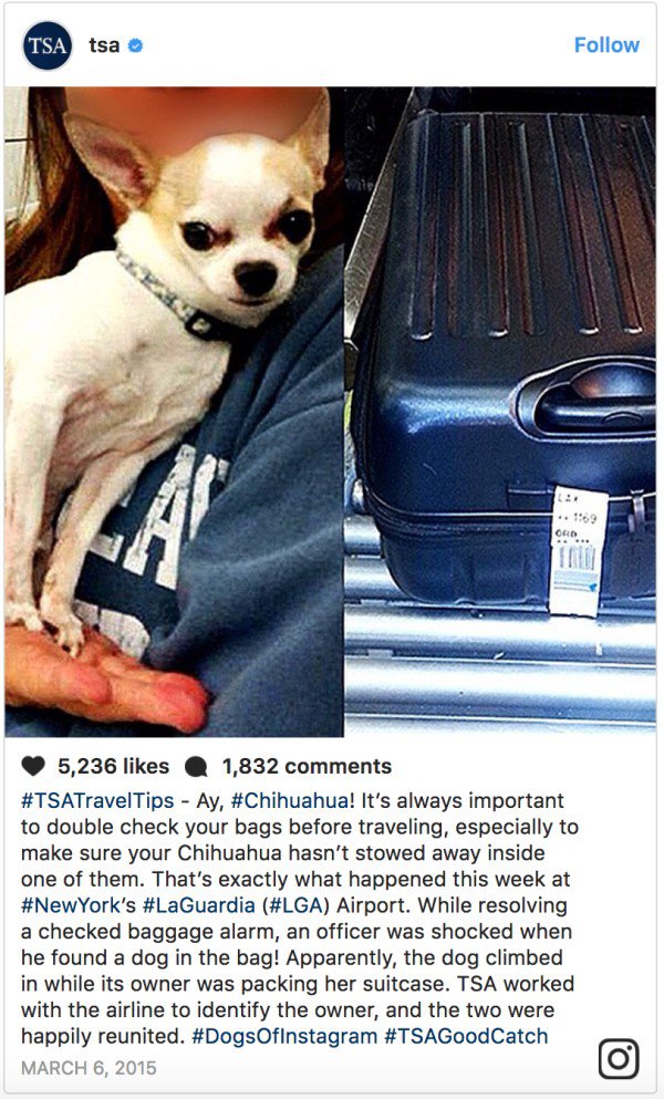 dog in suitcase airport - Tsa tsa 5,236 1,832 Tips Ay, ! It's always important to double check your bags before traveling, especially to make sure your Chihuahua hasn't stowed away inside one of them. That's exactly what happened this week at 's Airport. 