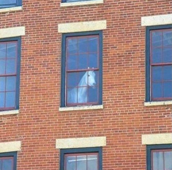 horse window meme