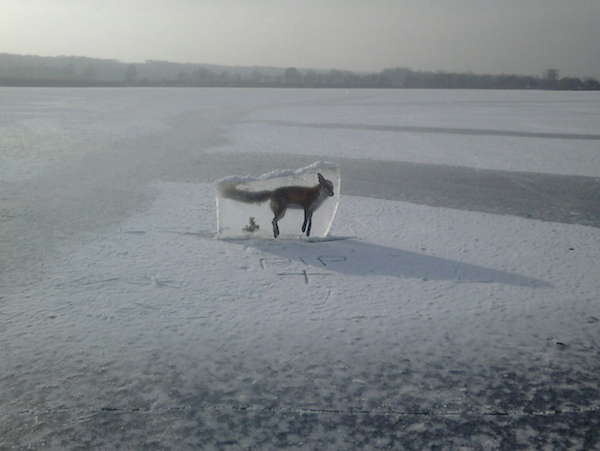 fox frozen in block of ice