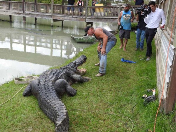 largest alligator