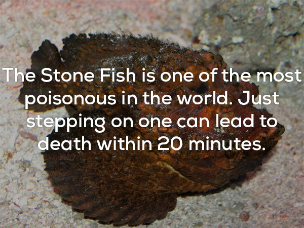Fun fact about The Stone Fish being the most poisonous fish in the world.