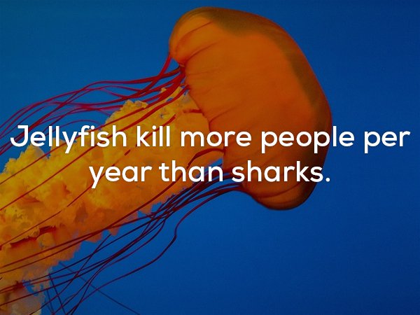Jellyfish fun fact that they kill more people per year that sharks.