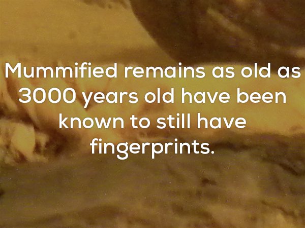 Fun fact that 3000 year old mummies sometimes still have fingerprints