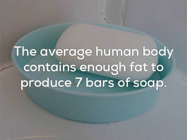 fun fact about how the average human body has enough fat to produce 7 bars of soap.
