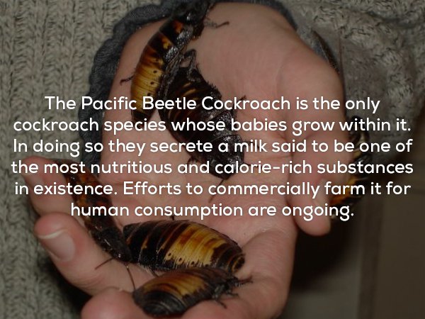 fun fact about the Pacific Beetle Cockroach which grown it's babies inside and has such nutritious milk that there are effort to commercially farm it.