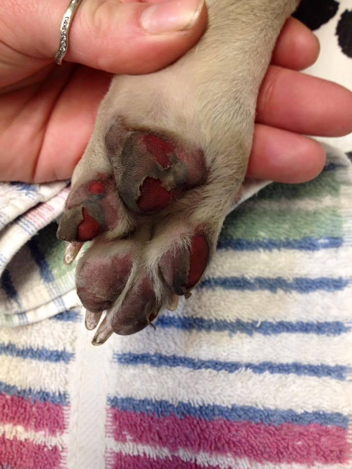 Sad photo of a dog that hurt his paws on the hot surface on a summer day.