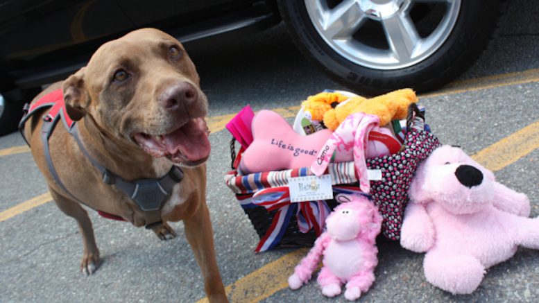 In 2012 a Pit Bull named Lilly pulled her unconscious owner from the path of an oncoming freight train. The driver said he saw the dog frantically pulling at the woman, not giving up even though the train didn’t stop in time. The dog saved the woman and survived impact injuries herself.