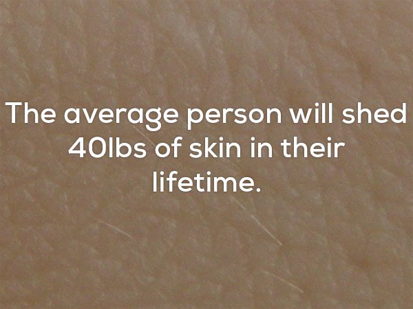 material - The average person will shed 40lbs of skin in their lifetime.