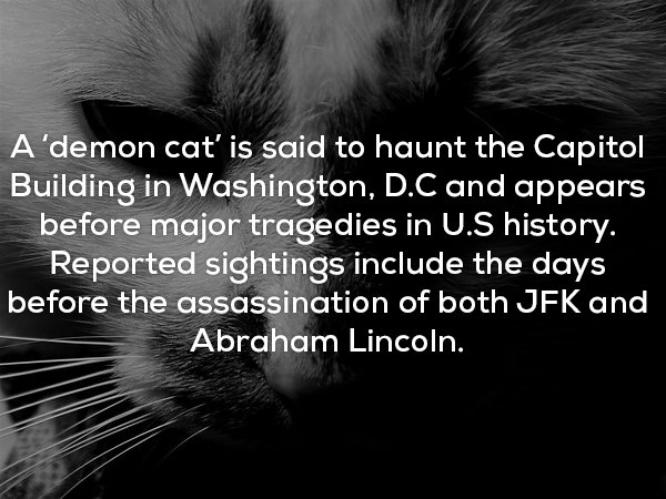 creepy facts - A'demon cat' is said to haunt the Capitol Building in Washington, D.C and appears before major tragedies in U.S history. Reported sightings include the days before the assassination of both Jfk and Abraham Lincoln.