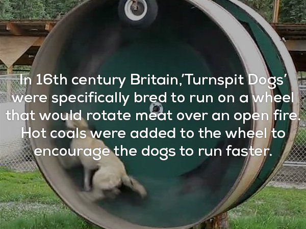photo caption - In 16th century Britain,'Turnspit Dogs' were specifically bred to run on a wheel that would rotate meat over an open fire. Hot coals were added to the wheel to encourage the dogs to run faster.