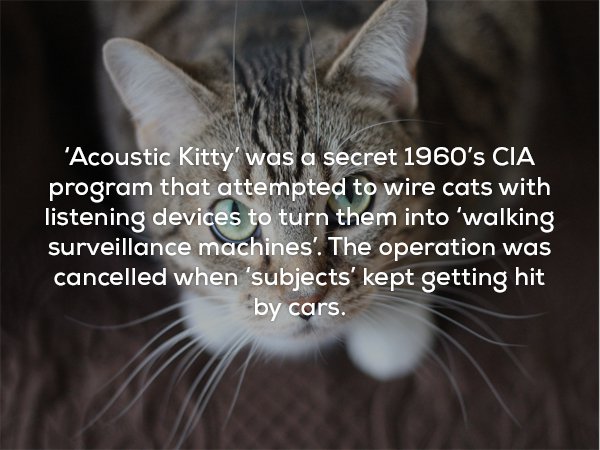cat eye - 'Acoustic Kitty' was a secret 1960's Cia program that attempted to wire cats with listening devices to turn them into 'walking surveillance machines. The operation was cancelled when 'subjects' kept getting hit by cars.